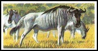 30 Brindled Gnu or Wildebeest